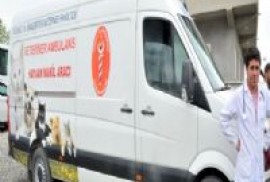 Թուրքիայում կենդանիների շտապ օգնության ծառայություն է հիմնվել