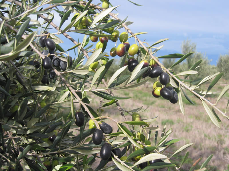 Karabağ’da zeytin plantasyonları kurulacak