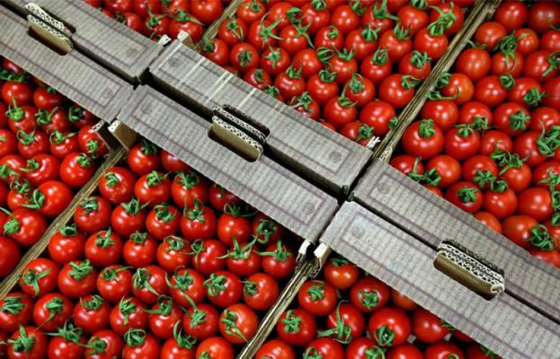 Sarkisyan:''Rusya'ya domates ihraç edenlerle rekabet etmeye hazırız''