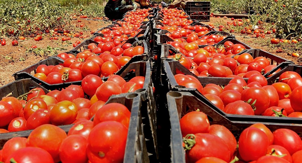 Rusya, Ermenistan’dan domates ve salatalık ithalatını kısıtlayabilir