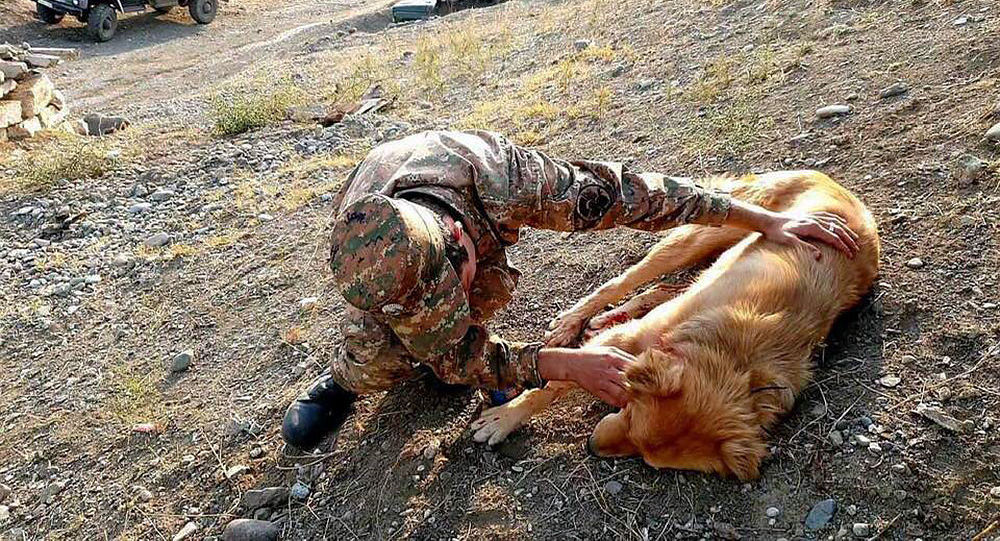 Azerbaycan tarafından açılan ateşten dolayı Ermeni gözlem mevzisindeki köpek vuruldu
