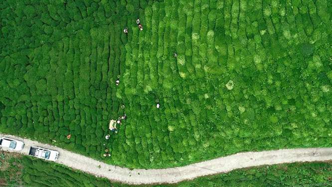 Ermenistan ve Türkiye'nin de katıldığı "Çay yolu" projesi başlatıldı