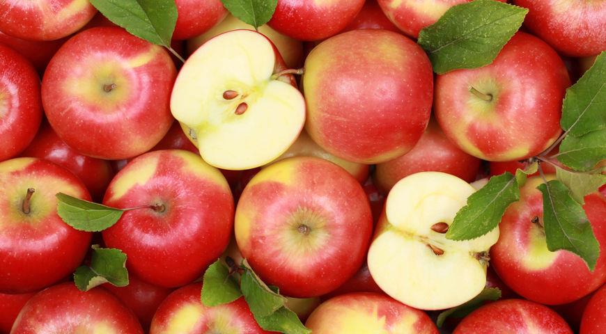 Ռուսաստանը Թուրքիայից ներկրված 19 տոննա խնձորը հետ է ուղարկել