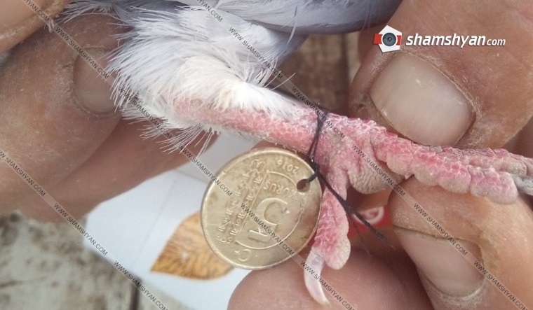 Türkiye’den Ermenistan’a gelen güvercinler 5’er kuruş getirdi
