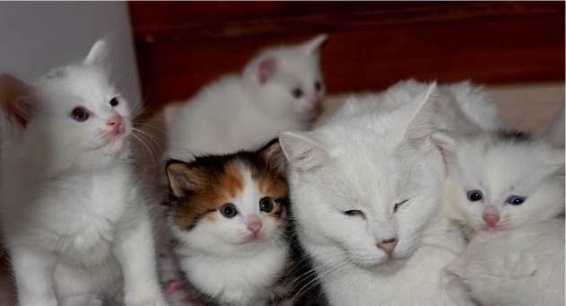 В Турции родился уникальный Ванский кот