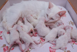 В Турции Ванская кошка родила рекордное число котят (видео)
