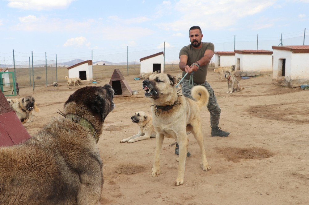 Թուրքիայի սահմանապահ զորքերում կօգտագործվեն կանգալ ցեղատեսակի շներ