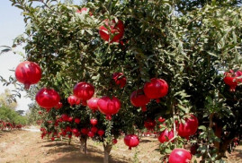 Alman şirket Karabağ'da nar ve ceviz bahçeleri kuracak