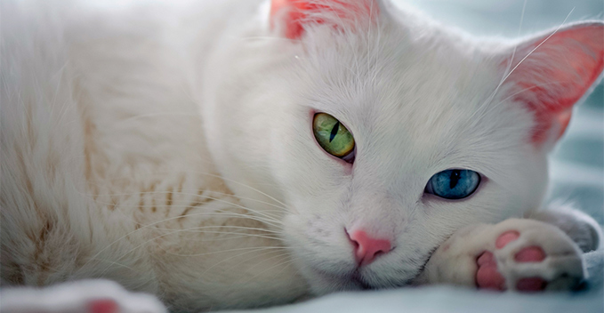 Турецкие ученые: ''Ванские кошки предпочитают слушать Моцарта''
