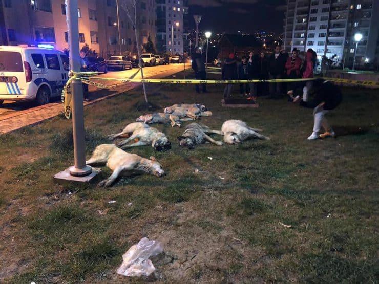 Թուրքիայում շների սպանդ իրականացրած 3 մարդ դատապարտվել են 10 տարվա ազատազրկման
