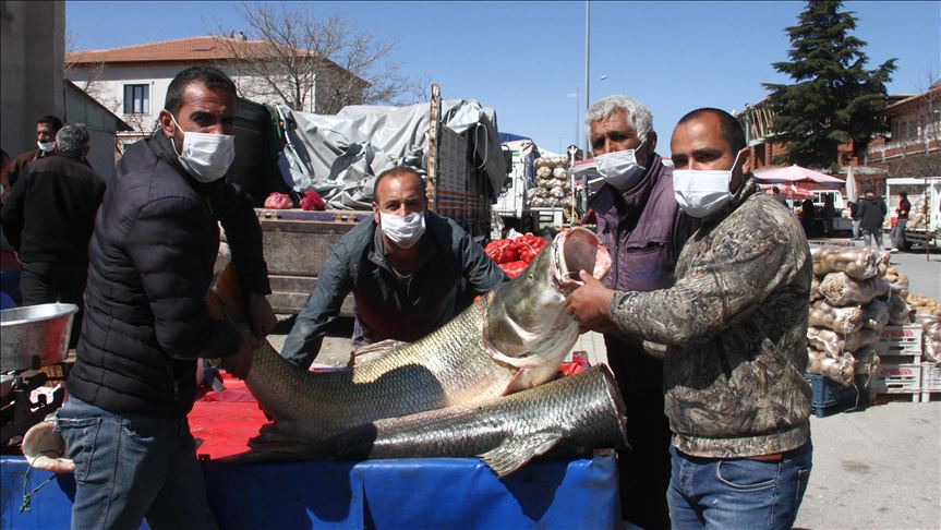 Թուրքիայում ձկնորսները 60 և 75 կգ կշռող ձկներ են բռնել