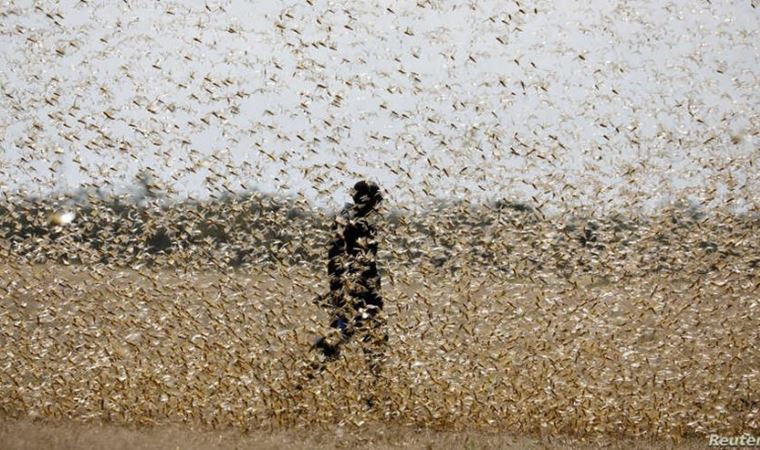Dünya için yeni tehlike Locust-19! 130 milyon insan açlığın eşiğine gelebilir