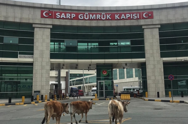 Վրաց-թուրքական սահմանի Սարպի անցակետում այլևս հերթեր չկան․ ազատ թափառում են կովերը
