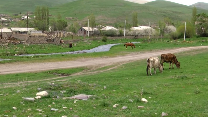 Azerbaycanlı askerler Ermeni çobanına doğru ateş açtı ve inek çaldılar