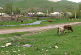 Azerbaycanlı askerler Ermeni çobanına doğru ateş açtı ve inek çaldılar