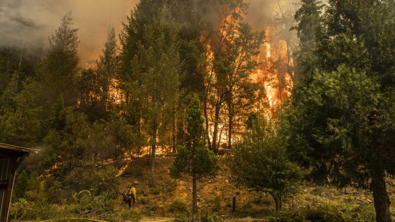 Kaliforniya yangınında yaklaşık 200 bin hektar orman yok oldu