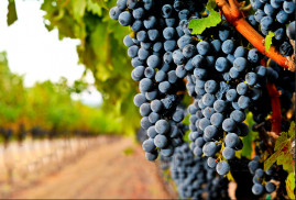 New York Times'ın ünlü şarap eleştirmenine göre  Ermeni Areni üzümleri daha fazla tanıtılmalı
