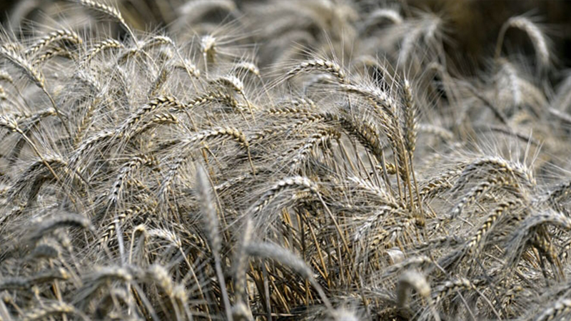 Թուրքիան պատրաստվում է մեծ քանակով ցորեն ներկրել Հնդկաստանից