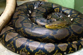 Թուրքիայի ամենամեծ օձը կշռում է 100կգ