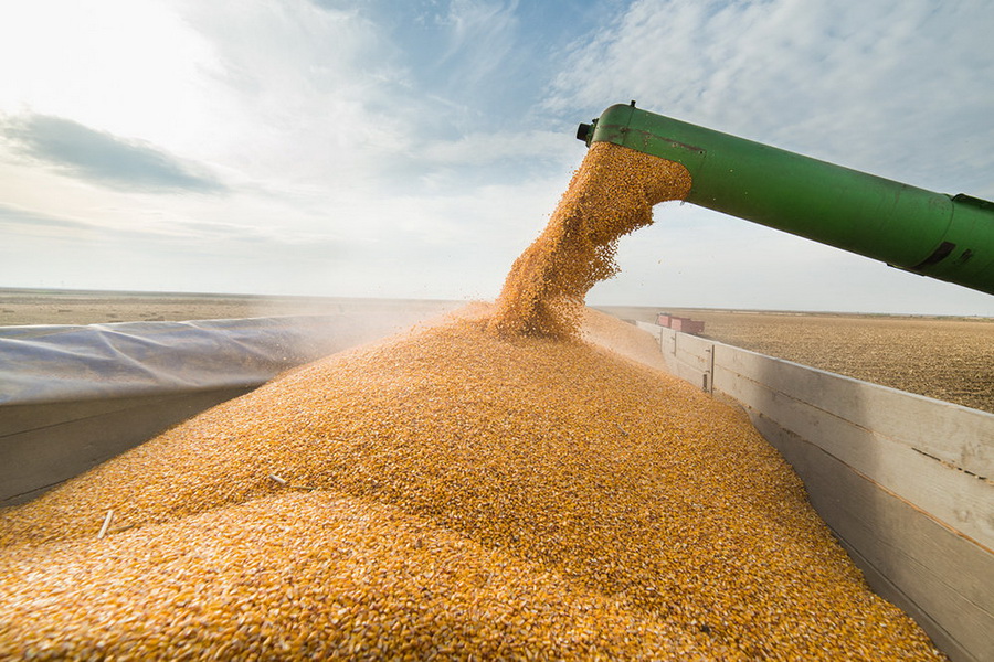 Россия экспортировала рекордные 59,3 миллиона тонн зерна по итогам сельхозсезона