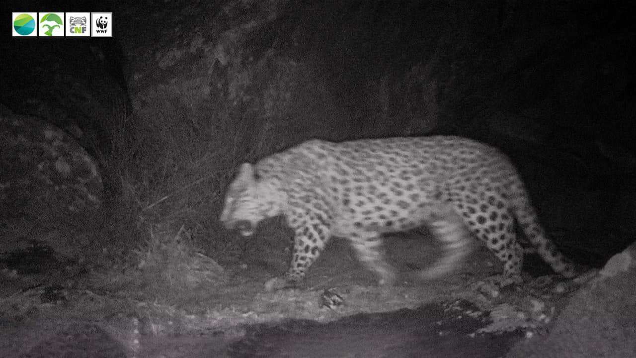 Kameralar Ermnenistan'ın Kırmızı Kitabında kayıtlı leoparı bir kez daha yakaladı